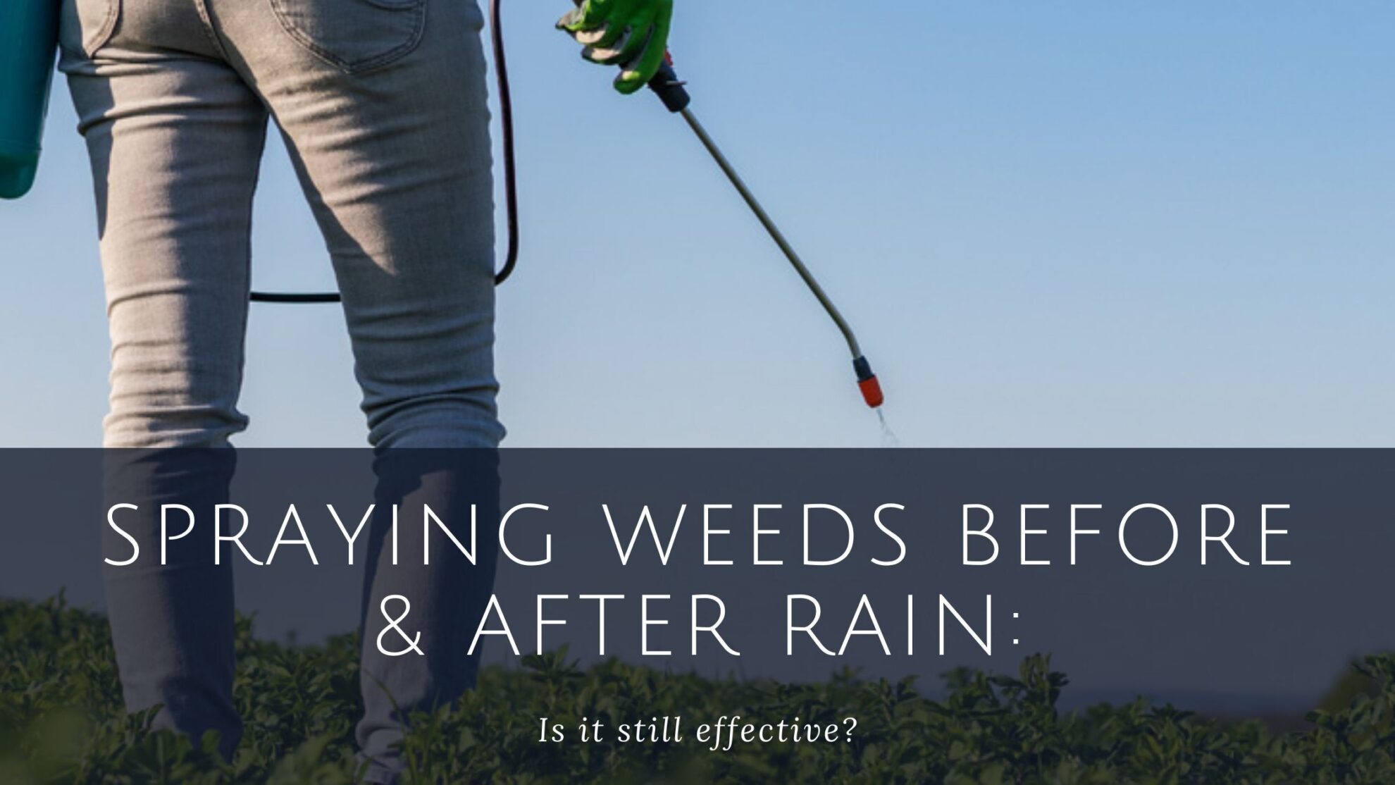 How Long Does Roundup Need before Rain? 