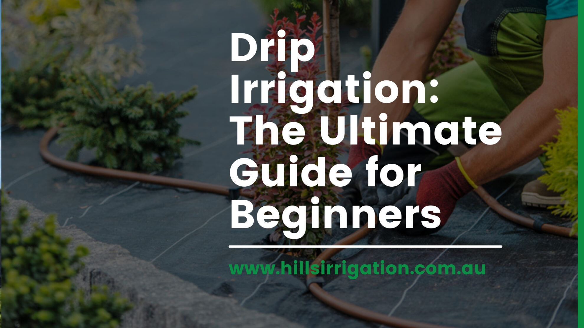 Drip Irrigation: The Ultimate Guide for Beginners - Hills